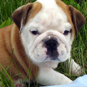 Free Charming English Bulldog Puppie Available Now