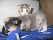 female bengal X persian kittens for sale
