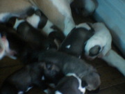 puppies for sale good healthy ,  nice colours 