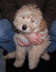 lovely female goldendoodle puppy for sale