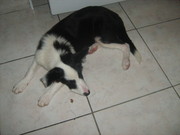 Border Collie free to good home
