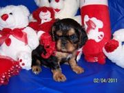 English Toy Spaniel puppies for sale