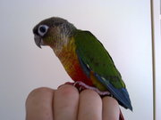beautiful green cheek conures babys for sale
