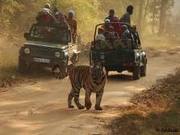 India Wildlife Tour Packages RaJasthan Travel by India Car Rental