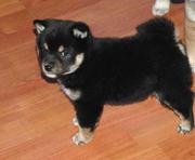  Akc Registered Shiba Inu puppies available 