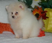 pomeranian puppy for sale 