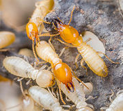 Protect your Brisbane home from termites - Savige Pest Control