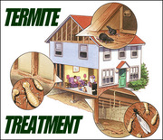 Termite Treatment In Brisbane - Termite Protection