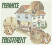 Best Termite Treatment in Brisbane 