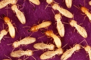 Choose best White ant Treatment in Brisbane 