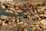Termite Treatment By experts: RA Dibbs