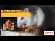 Solve Ant Pest Control Issue at Lowest Price in Brisbane