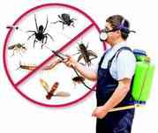 Pest Control Logan | 0403 199 602
