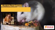 Free Quote For Pest Control in Brisbane