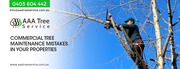 Utilize the affordable tree pruning services from AAA Tree Service
