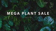 Brisbane - Jungle Collective - Australia’s Biggest Online Indoor Plant
