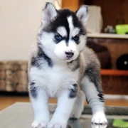 Blue eyes Siberian husky pups:11 weeks old.