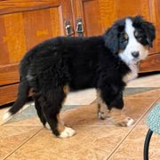 Bernese Mountain Dog Puppies