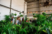 BRISBANE INDOOR PLANT SALE