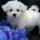 Bichon Frise Puppies For free homes available