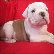 cute and adorable english bull dog puppies for adoption 