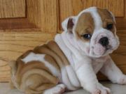 cute english bull dog looking for a new home
