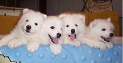 Nice Looking Samoyed Puppies For Homes