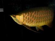 Red Golden and Silva Arowana fishes for sale