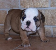 Gorgeous and Lovely English Bulldog Puppies For X-Mas