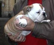 cute and amazing english bull dog for adoption