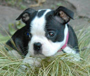 female boston terrier puppy for sale