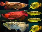 Arowana fishes of different kinds and sizes for sale (very moderate).
