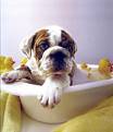 James Mobile Pet Grooming & Hydrobath 